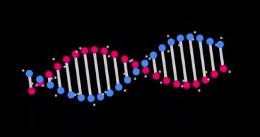 Siyah arka planda kusursuz döngüsü olan soyut DNA parçasının animasyonu. Bilimsel animasyon için genetik bilginin kavramsal tasarımı. Dönen DNA. 4K çözünürlüğü.