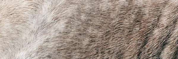 グレーの斑点のある馬の動物のコートの質感 グレーと白の毛の馬の皮膚 テキストのための本当の本物の天然の毛皮 フリースペース ホースハイドを閉めろ 灰色の毛皮の質感 抽象的な背景 — ストック写真