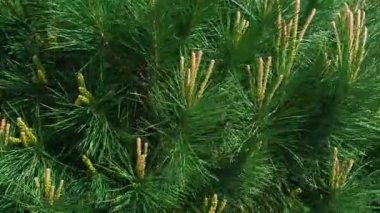 Rüzgarda sallanan büyük ve güçlü bir sedir ağacı. Yeşil kozalaklı ağaç dallarının yakın görüntüsü - sedir. 4K çözünürlük videosu.