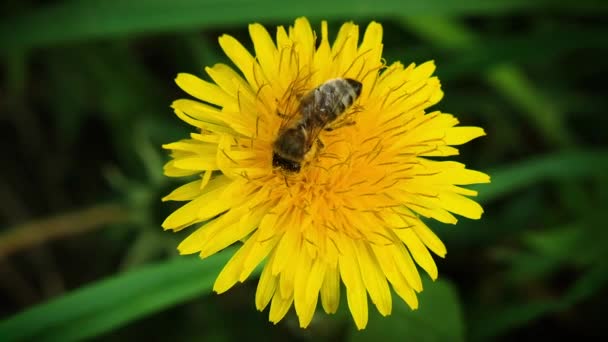 Bee Sits Yellow Dandelion Flower Collects Pollen Bee Collects Pollen — Stock Video