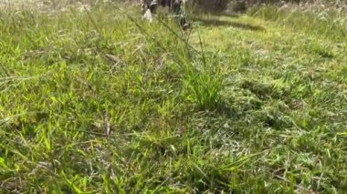 Veiros, Portekiz - 11.05.2023: Bir bahçıvan çimleri eski bir benzin çim biçme makinesiyle biçiyor. Bir çim biçme makinesi uzun, parlak yeşil çimenleri keser.