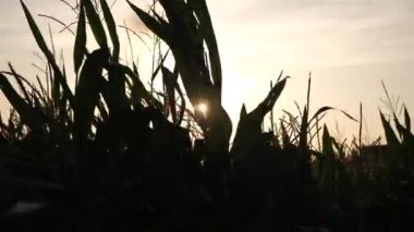 Mısır tarlası silueti, yeşil mısır sapları, püskülleri ve günbatımından yakın görüş. Mısır tarlasında tarım kavramı. Mısır tarlasının tam HD yavaş çözünürlük videosu