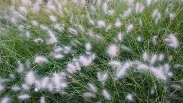 風上からの眺めや 風に揺れるオリエンタル噴水の芝生 装飾草や緑の4K解像度ビデオ — ストック動画