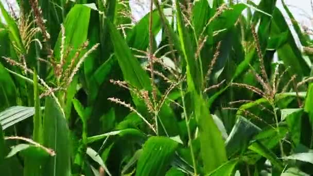 Közelkép Kukorica Mező Zöld Kukorica Szárak Bojtorján Ingadozik Szél Mezőgazdasági — Stock videók