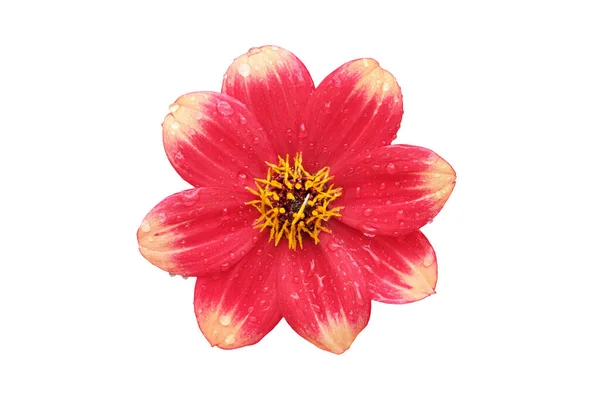 Fleur Dahlia Gros Plan Fleur Dahlia Rouge Corail Jaune Isolée — Photo