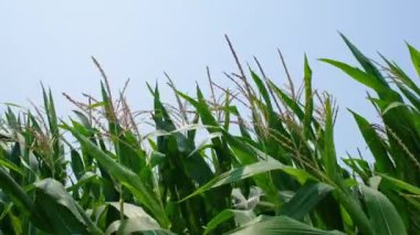 Yeşil mısır saplarının, püsküllerin ve mavi gökyüzünün yakın görüntüsü. Mısır tarlasında tarım kavramı. Mısır tarlasının tam HD yavaş çözünürlük videosu.