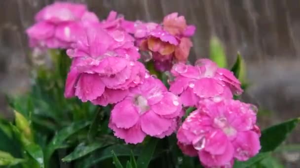 Προβολή Του Κηπουρού Που Ποτίζει Γαρύφαλλο Στον Κήπο Βροχή Ποτίζει — Αρχείο Βίντεο