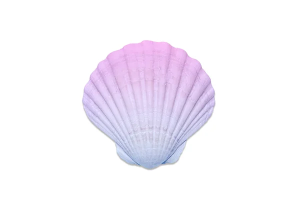 Beautiful Seashell Scallop Shell Toned Blue Pink Gradient Sea Shell — Stock Photo, Image