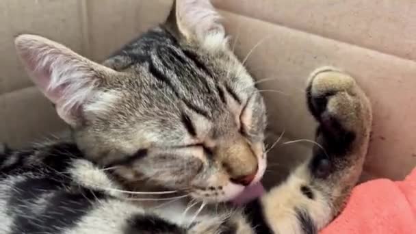 Piękny Kotek Śpi Pudełku Portret Kociaka Śpiącego Pudełku Kocu Obleśnie — Wideo stockowe