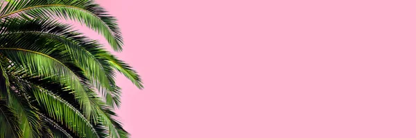 Зелене Пальмове Листя Пастельно Рожевому Тлі Довгий Літній Прапор Копіювальним — стокове фото