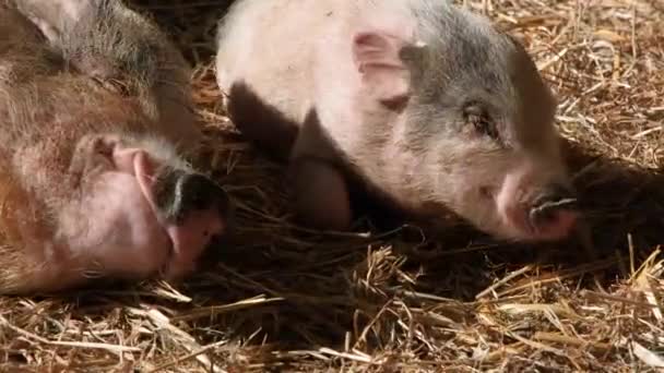 猪和小猪的肖像 越南猪躺在干草上打瞌睡 农场动物 猪肚子痛 — 图库视频影像