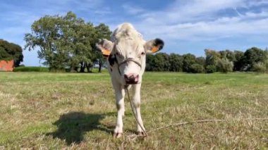 Bir inek tarlada otluyor. Bir inek kameraya bakıyor ve çim çiğniyor. Organik tarım. Yeşil bir arazide otlayan benekli bir ineğin video portresi.