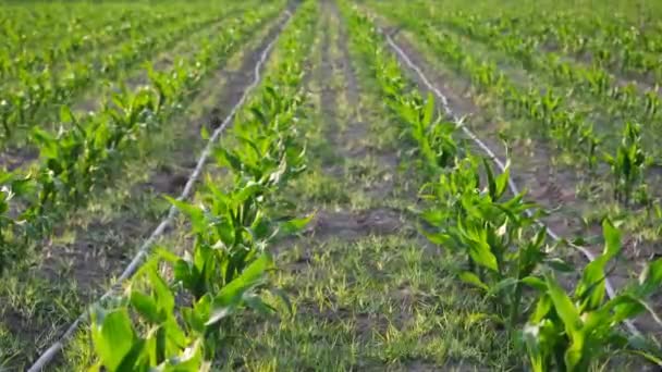Kukoricamező Zöld Szárakkal Bojtokkal Légi Drón Videó Kukoricanövények Felett Felbontású — Stock videók
