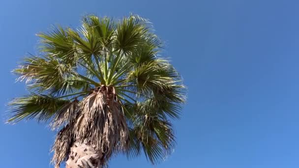 Πράσινη Παλάμη Και Φύλλα Φοίνικα Μπλε Φόντο Του Ουρανού Summer — Αρχείο Βίντεο