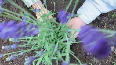Kızların ellerinin çimlere lavanta çalısı dikerken ya da çiçek açarken videoyu kapat. Bahçecilik, peyzaj ve bitki sulama konsepti..