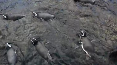 Yuvarlak halinde yüzen Macellan penguenlerine yakından bakın. Deniz kenarında yaşayan Macellan penguenlerinin videosu.