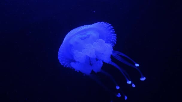 近视白色斑点水母漂浮在海洋中 深蓝色水中水母的蓝白色斑点体 — 图库视频影像