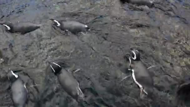 近距离观察麦哲伦企鹅来回游动的景象 生活在海边的麦哲伦企鹅的录像 — 图库视频影像