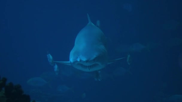 关闭视频肖像沙虎鱼 鲨鱼在巨大的水族馆深蓝色的海水中游泳 — 图库视频影像