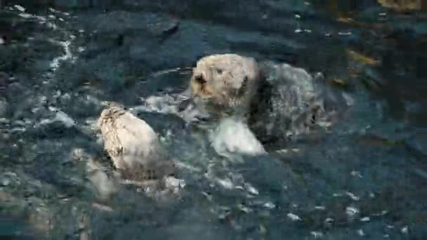 View Sea Otters Playing Water Cute Furry Sea Otter Family — Stock Video
