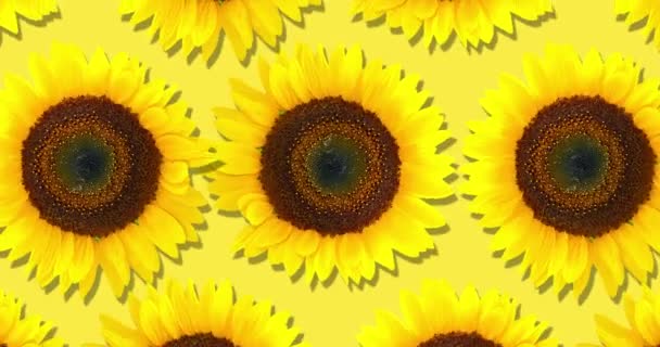 Σχέδιο Ηλιοτρόπιου Έντονα Κίτρινα Ηλιοτρόπια Κίτρινο Φόντο Floral Μοτίβο Βρόχο — Αρχείο Βίντεο