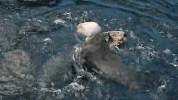 海で遊んでいるオタクの姿 かわいい毛皮のウミガメの家族 2つの海洋哺乳類 愛らしいかわいい水生動物が海洋水域で泳いでいる 高品質の4K映像 — ストック動画