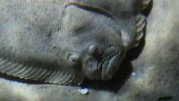 关闭视频欧洲菌斑在水族馆 欧洲斑斑是一种常见的扁平鱼 栖息在欧洲陆架的沙质和泥质底部 — 图库视频影像