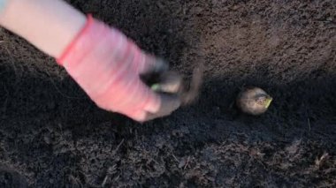 Nergis soğanı ve elin yakın görüntüsü. Bir el çiçek tarhındaki toprağa bir sıra nergis soğanı yerleştirir. Bahçe konsepti.