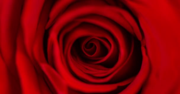 Vista Superior Vídeo Cámara Lenta Carmesí Fresco Vibrante Rosa Roja — Vídeos de Stock