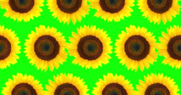向日葵无缝图案 亮黄色向日葵色键绿色背景 花纹环路动画 — 图库视频影像