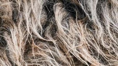 Gri keçi kürklü arka planda yakın tartı. Açık gri kürk dokusu pankart için kapanıyor.