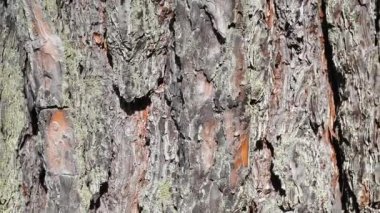 Ağaç kabuğu dokusunun videosu. Gri meşe ağacını kapat. Ağaç kabuğu doğal arka plan. Organik doku. Doğal arkaplan.