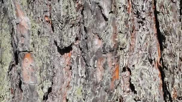 Vídeo Árvore Casca Textura Close Carvalho Velho Cinzento Perto Casca — Vídeo de Stock
