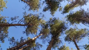Ortadaki gökyüzünü çevreleyen uzun ağaçların videosu. Çam ağaçları mavi arka planda dikey olarak üsttedir. Aşağıdan Çam Ormanı görüntüsü, yüksek çam ağaçları..