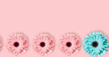 Papatya, papatya ya da pastel pembe arka planda izole edilmiş Gerbera çiçeğiyle çerçevelenmiş video pankartı. Pop sanat tasarımı, yaratıcı konsept. Mavi, pembe ve sarı çiçekli çiçek deseni çok az.