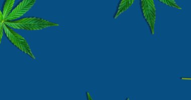 Kenevir veya kenevir yapraklarının koyu mavi arka planda izole edilmiş videosu. Esrar izlerinin 4K çözünürlük videosu.