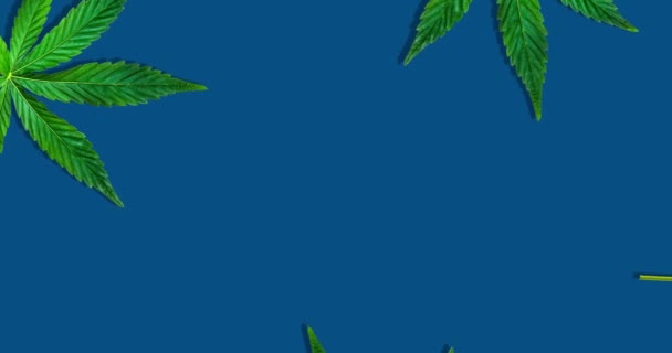 Vídeo Cânhamo Folhas Cannabis Isoladas Fundo Azul Escuro Vídeo Resolução — Vídeo de Stock