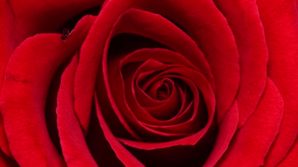 Videó Skála Gyönyörű Érzékeny Vörös Rózsa Virág Közelről Gyengéd Rózsa — Stock videók