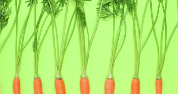 Video Moving Background Young Fresh Carrots Bright Green Background Top — Stock Video