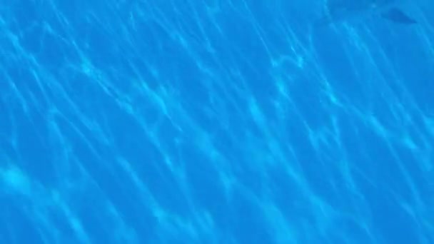 Dolphins Swim Clean Clear Blue Water Giant Pool Beautiful Graceful — Stock Video