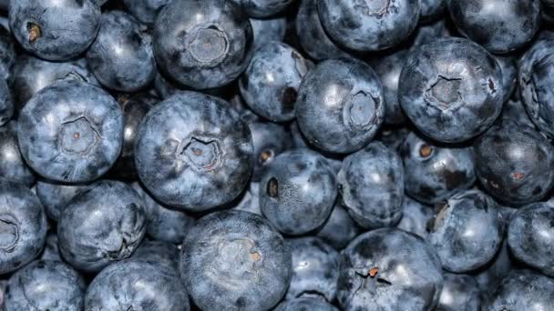 全高清蓝莓视频近景背景 夏天的浆果 新鲜蓝莓正方形背景上的相机缩放 — 图库视频影像