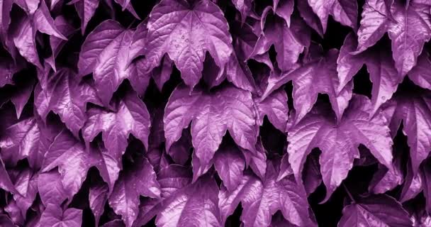 Escala Vídeo Color Púrpura Brillante Hiedra Fondo Natural Las Hojas — Vídeos de Stock
