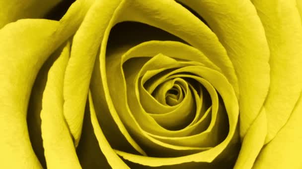 Close Vídeo Escala Iluminating Yellow Rose Flower Head Amarelo Rosa — Vídeo de Stock