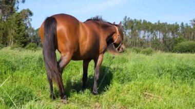 Kahverengi at tarlada otluyor. Yeşil çimlerin, mavi gökyüzünün ve ormanın arka planında bir at.
