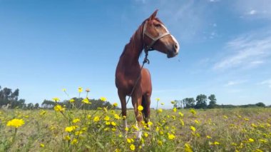 Kahverengi at tarlada otluyor. Yeşil çimlerin, mavi gökyüzünün ve ormanın arka planında bir at. Yüksek kalite 4k görüntü.