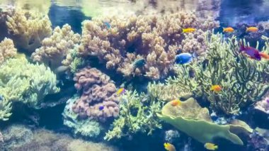Renkli balıklarla dolu canlı bir sualtı mercan resifi videosu. Zarif bir şekilde yüzüyor. Sahne, sakin ve tropik bir okyanus ortamındaki deniz yaşamının güzelliğini vurguluyor..