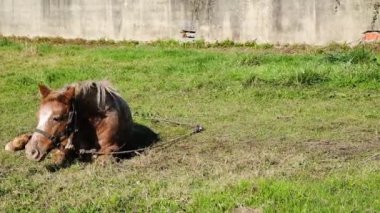 Çimenlerde yuvarlanan komik bir kızıl at. Çiftlikte hayat. Çiftlik hayvanları