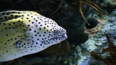 Benekli bir moray yılanbalığının mercan resifinin yanında zarifçe yüzüşünün yakın plan sualtı çekimi. Okyanus yaşamının canlı ve dinamik bir görüntüsü.