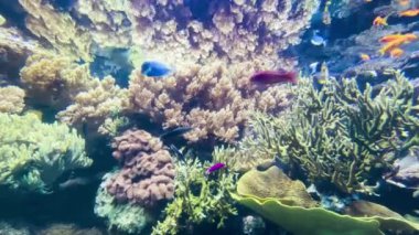 Renkli balıklarla dolu canlı bir sualtı mercan resifi videosu. Zarif bir şekilde yüzüyor. Sahne, sakin ve tropik bir okyanus ortamındaki deniz yaşamının güzelliğini vurguluyor..