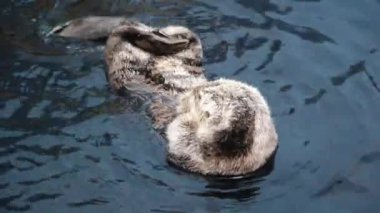 Lizbon 'daki akvaryumdaki büyük bir havuzda su samurlarının oynadığı ve yüzdüğü bir video. Su samurları nesli tükenmekte olan bir türdür.